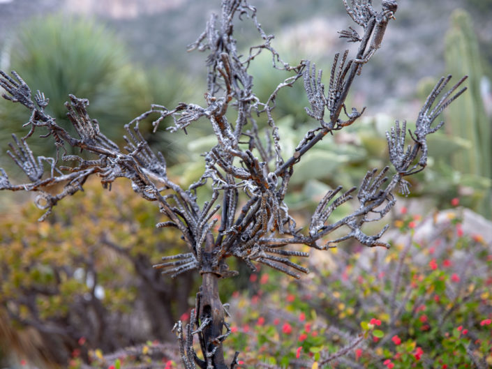 Quand fleurissent les sculptures au Jardin Exotique