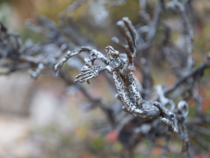 Quand fleurissent les sculptures au Jardin Exotique