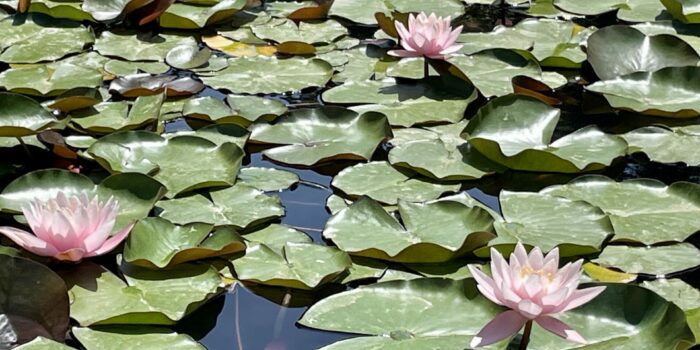 JARDINS BOTANIQUES DE HANBURY