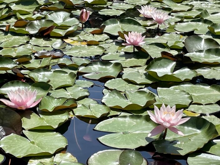 JARDINS BOTANIQUES DE HANBURY