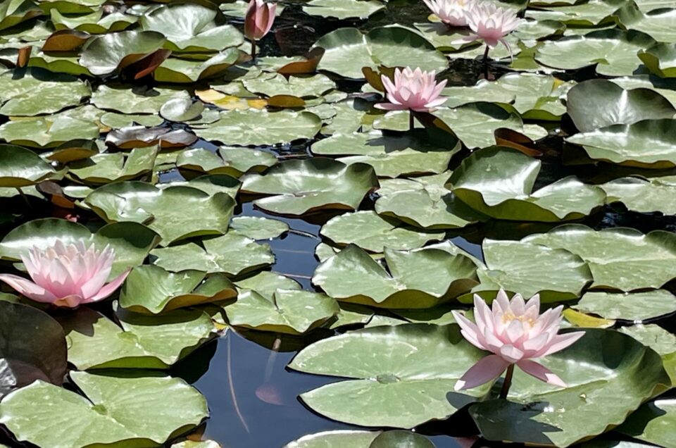 JARDINS BOTANIQUES DE HANBURY